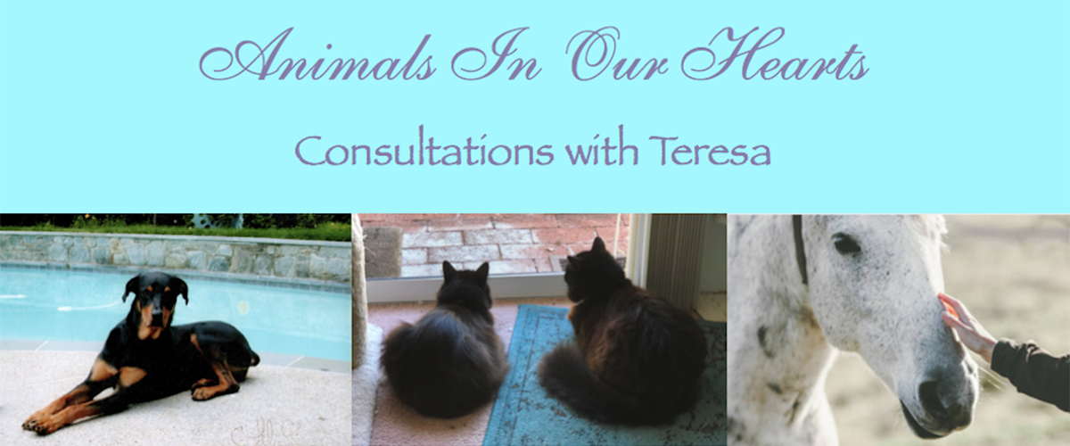 Animals In Our Hearts Consultations with Teresa Wagner