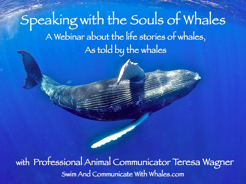 Whale Webinar Cover Slide copy