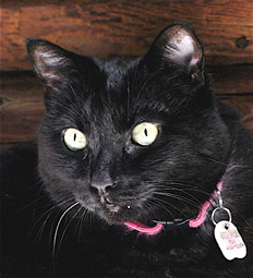 Olivia Star Adopted in 1995 from the SPCA of Monterey, CA