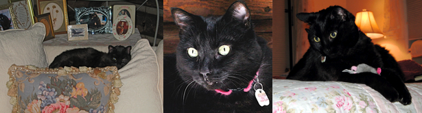 Olivia Star Adopted in 1995 from the SPCA of Monterey, CA