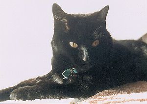 Katie Katrina Rescued as a tiny kitten from a busy street in Philadelphia in 1978  She crossed over in 1995