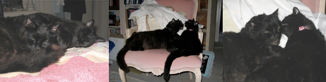 KK and Olivia happily sleeping, playing and grooming 