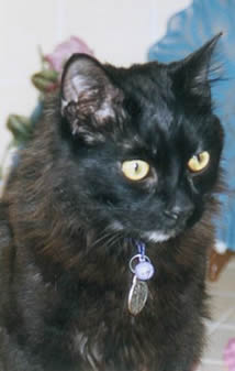 Michaela Muffin Adopted in 1995 from the SPCA of Monterey, CA