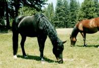 Animal Communicator with horse
