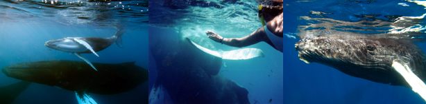 Swimming with Whales Collage - Teresa Wagner in middle photo