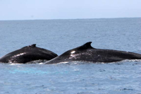Whale-dorsal-fins-Piers