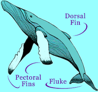 Whale Body Diagram