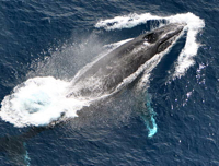 Whale aerial Sierra