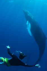 WhalewithMan-Piers