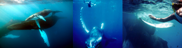 Communicate-with-humpback-whales