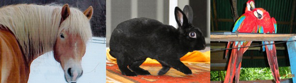 Workshops - How to Communciate with Animals