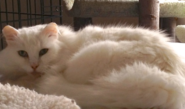 Snowball
