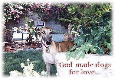 Adopt a Greyhound