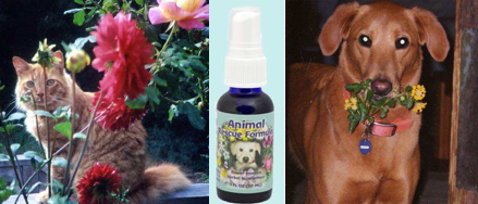 Collage - Morgan, Animal Rescue Formula and Gracie