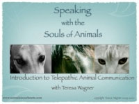 Keynote Animal Communication