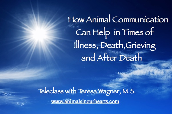 Pet Loss & Grief Support : How Animal Communication Can Help in Times of  Illness, Death, Grieving and After Death