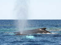 Whale-spout WD 08